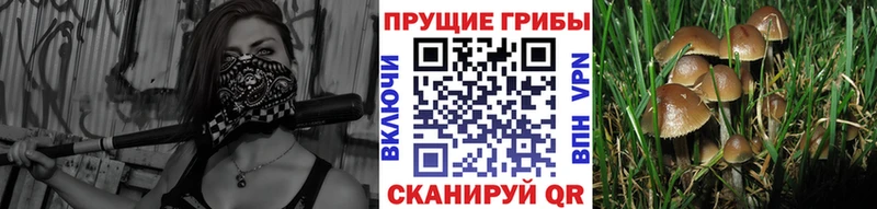 купить наркотик  Заволжье  Галлюциногенные грибы Cubensis 